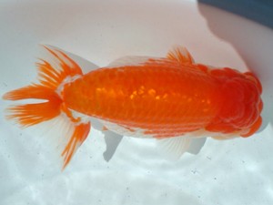 倉敷らんちゅう会 三席 福山市 山根裕敬 倉敷らんちゅう会 三席 福山市 山根裕敬