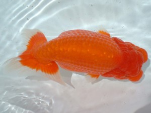 倉敷らんちゅう会 一席 広島市 岡田義則 倉敷らんちゅう会 一席 広島市 岡田義則