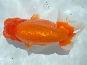 倉敷らんちゅう会 二席 倉敷市 河合孝志 倉敷らんちゅう会 二席 倉敷市 河合孝志