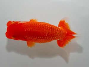 山形宮城伊達　東大関　田中孝俊　宮城伊達