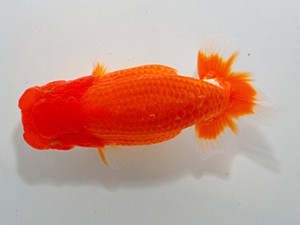 山形宮城伊達　西大関　松田　勝　宮城伊達