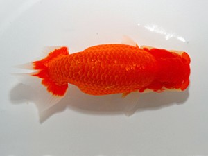 山形宮城伊達　立行司　光山郁雄　山形