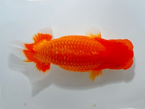 山形宮城伊達　取締一　森相　優　宮城伊達