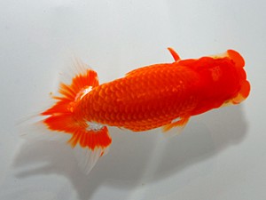 山形宮城伊達　取締二　森相　優　宮城伊達