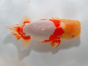 山形宮城伊達　東大関　本間直樹　山形