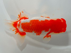 山形宮城伊達　西大関　松田　勝　宮城伊達