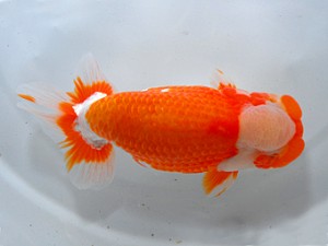 山形宮城伊達　立行司　高橋和敏　宮城伊達