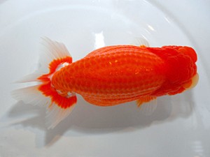 山形宮城伊達　取締一　小野　優　宮城伊達