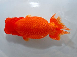 山形宮城伊達　取締二　本間直樹　山形