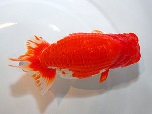 山形宮城伊達　東大関　高橋正範　宮城伊達