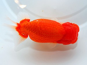 山形宮城伊達　西大関　光山郁雄　山形