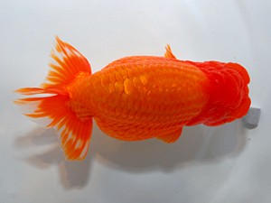 山形宮城伊達　佐藤俊昭　山形