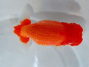 山形宮城伊達　取締一　高橋和敏　宮城伊達