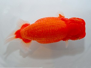 山形宮城伊達　取締二　佐藤俊昭　山形