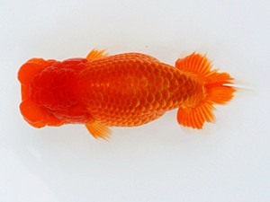 大分県らんちう協会　西大関　小川和人　安岐