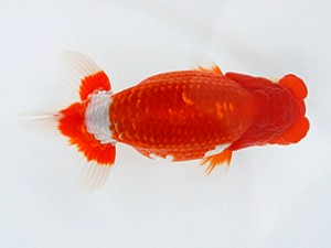 大分県らんちう協会　立行司　木村昌満　大分