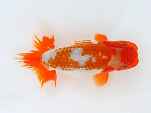 大分県らんちう協会　取締二　橋岡信行　安岐