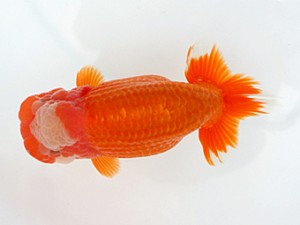 大分県らんちう協会　東大関　伊豆英二　福岡