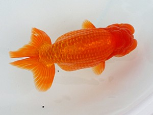 大分県らんちう協会　西大関　津野金生　大分