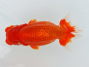 大分県らんちう協会　取締一　森脇文明　福岡