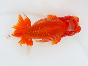 大分県らんちう協会　取締二　井上松雄　臼杵