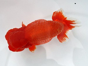 大分県らんちう協会　東大関　太田黒正雄　福岡