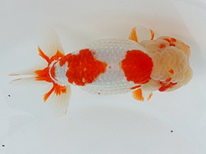 大分県らんちう協会　西大関　小石　均　別府