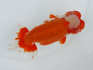 大分県らんちう協会　板井　達　臼杵