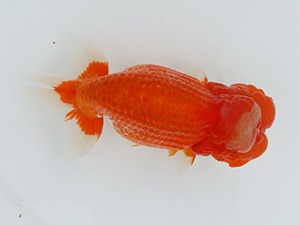 大分県らんちう協会　取締一　八坂幸二　日出