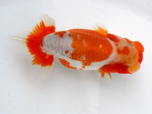 愛媛らん友会　東大関　直野高幸（新居浜）