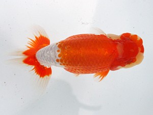 愛媛らん友会　西大関　丹下　常（今治）