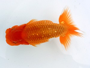 愛媛らん友会　取締一　吉成志朗（徳島）