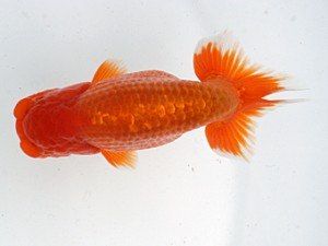 愛媛らん友会　取締二　竹内誠司（松山）