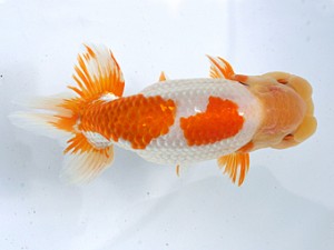 愛媛らん友会　西大関　直野高幸（新居浜）