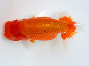 愛媛らん友会　立行司　石田照明（松山）