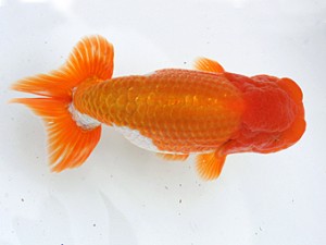 愛媛らん友会　取締一　石田照明（松山）