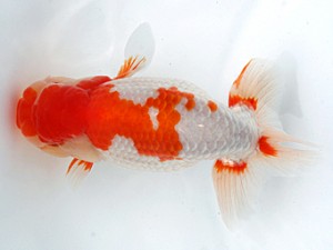 愛媛らん友会　取締二　鳴海　満（神奈川）