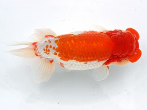 愛媛らん友会　東大関　梅岡伸一郎（松山）