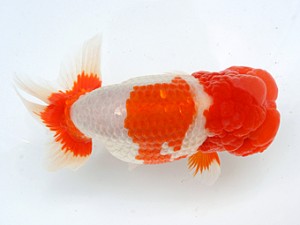 愛媛らん友会　西大関　梅岡伸一郎（松山）