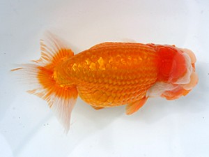 愛媛らん友会　取締二　越智佳三（松山）