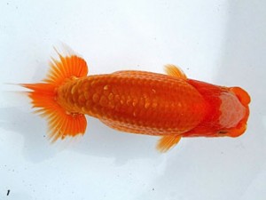 両毛愛魚会　東大関　中村正志　前橋市