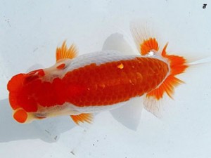 両毛愛魚会　西大関　志塚長成　前橋市