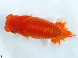 両毛愛魚会　立行司　亀山 清　高崎市