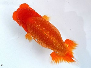 両毛愛魚会　取締一　柿沼佐吉　前橋市