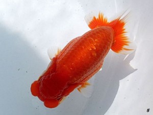 両毛愛魚会　取締二　山崎幸一　渋川市