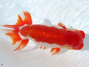 両毛愛魚会　東大関　野口正樹　館林市