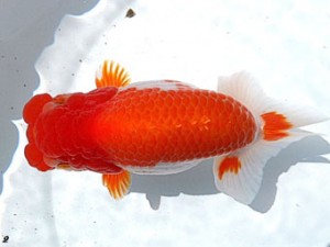 両毛愛魚会　西大関　中村正志　前橋市