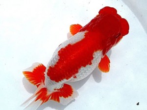 両毛愛魚会　取締一　中村正志　前橋市