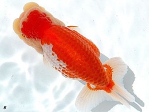 両毛愛魚会　取締二　柿沼佐吉　前橋市