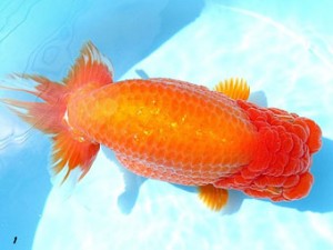 両毛愛魚会　東大関　中村正志　前橋市